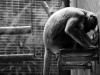 bioparcoroma1