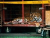 tigertransport