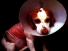 hls-beagle