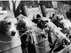 smoking-beagles