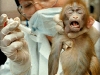 vivisection0524