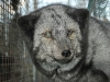 fox_blind