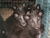 fox_pups_1