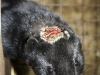 mink_head