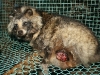 raccoon_1