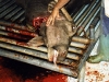 cow_blood_0