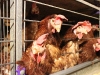 galline 