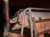 pig7