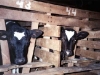 veal-crate