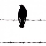 003-bird-on-barbed-wire-e1335255686887-290×290
