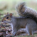 scoiattolo-grigio