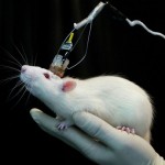 A mouse’s memory is recorded by sensors connected to its head in a laboratory in East China Normal U..